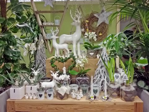 Il nostro negozio di fiori a Pederoa  Immagine: Rosa dai Ciöf